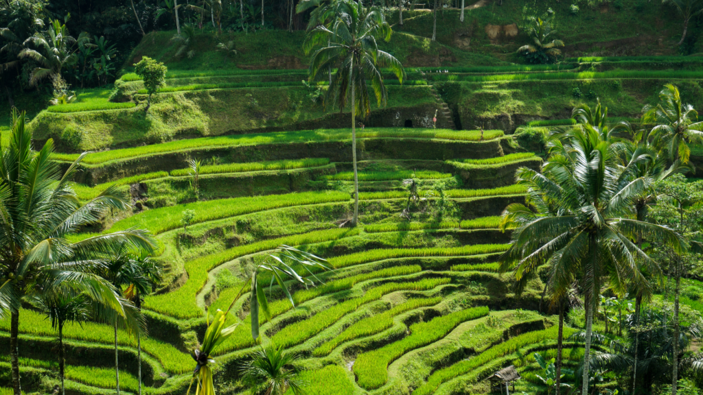 Tegalalang Rice Terrace