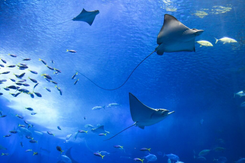 Manta Bay - Snorkeling Nusa Penida