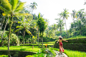 Tegalalang Rice Terrace