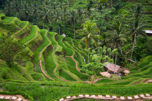 Tegalalang Rice Terrace