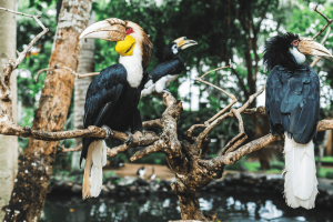 Bali Bird Park (2)