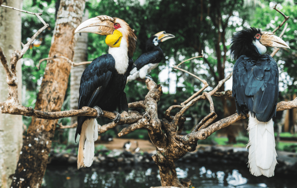 Bali Bird Park (2)