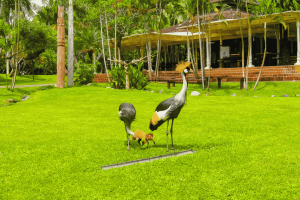 Bali Bird Park