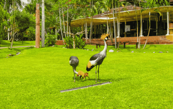 Bali Bird Park