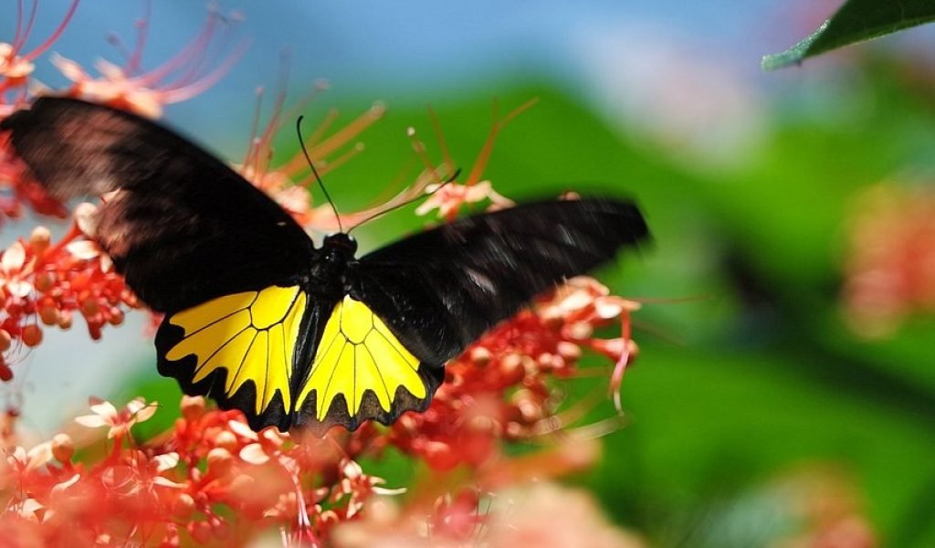 Bali Butterfly Park