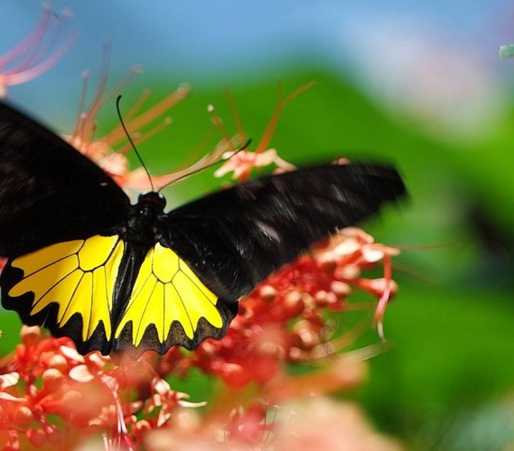 Bali Butterfly Park