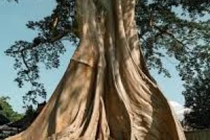Banyan Tree