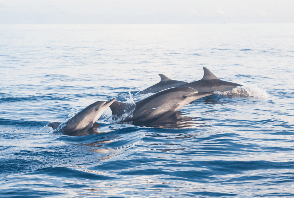 DOLPHIN (3)