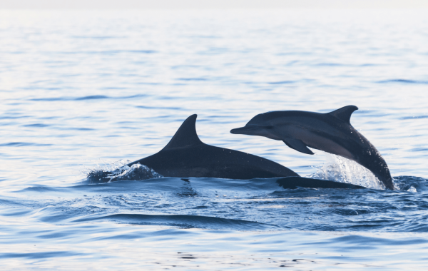 DOLPHIN (4)