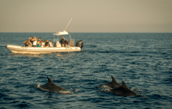 DOLPHIN
