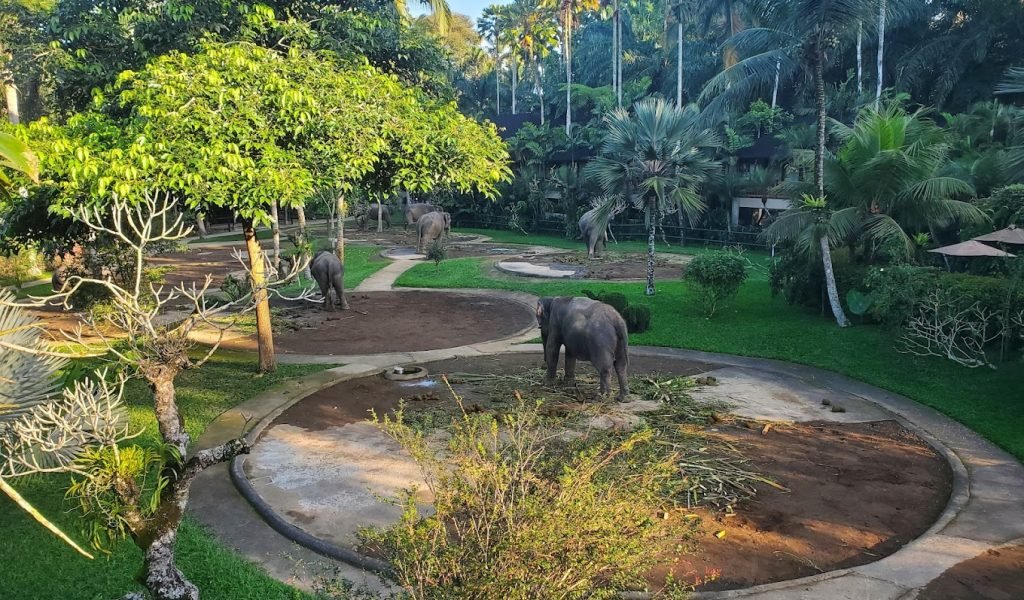 Elephant Safari Park Lodge Bali