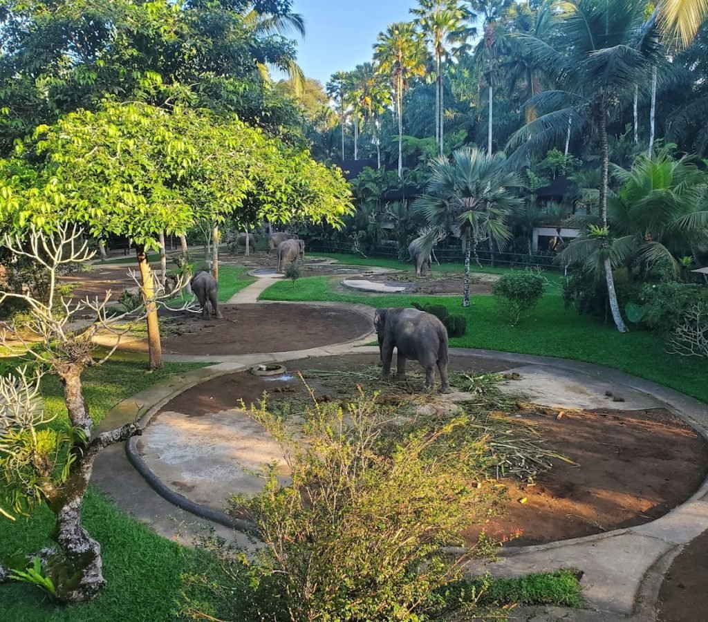 Elephant Safari Park Lodge Bali