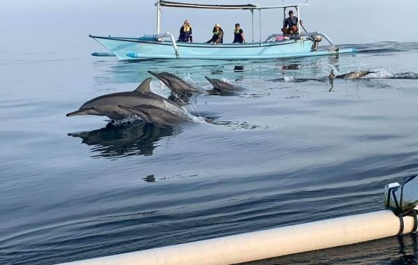 Lovina Dolphin Watching and Snorkeling