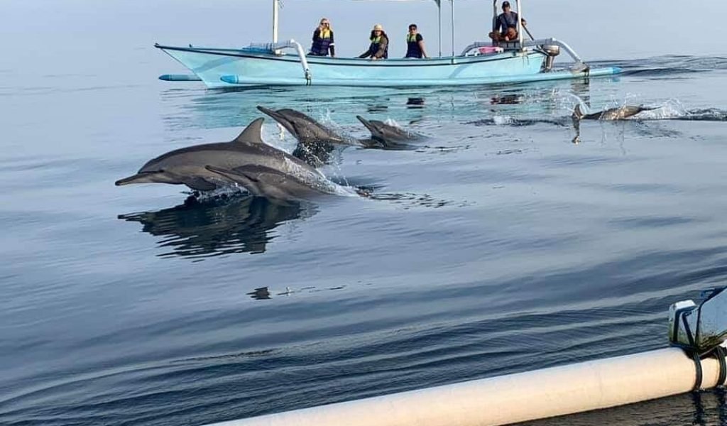Lovina Dolphin Watching and Snorkeling