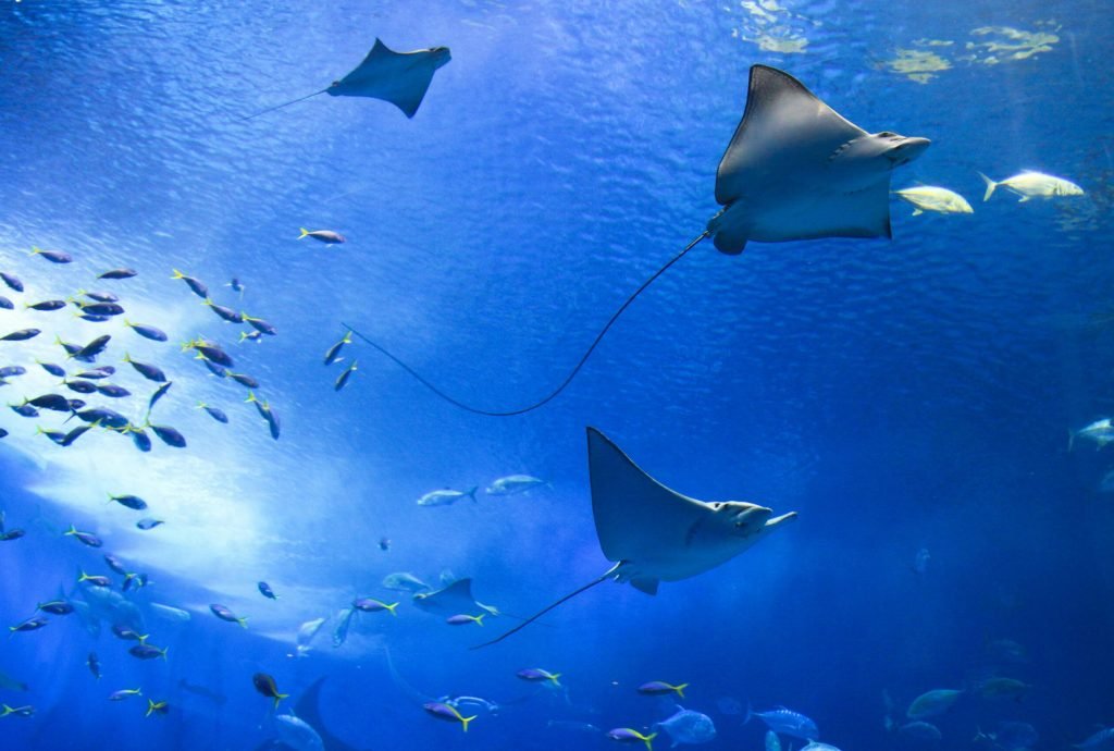 Manta Bay - Snorkeling Nusa Penida