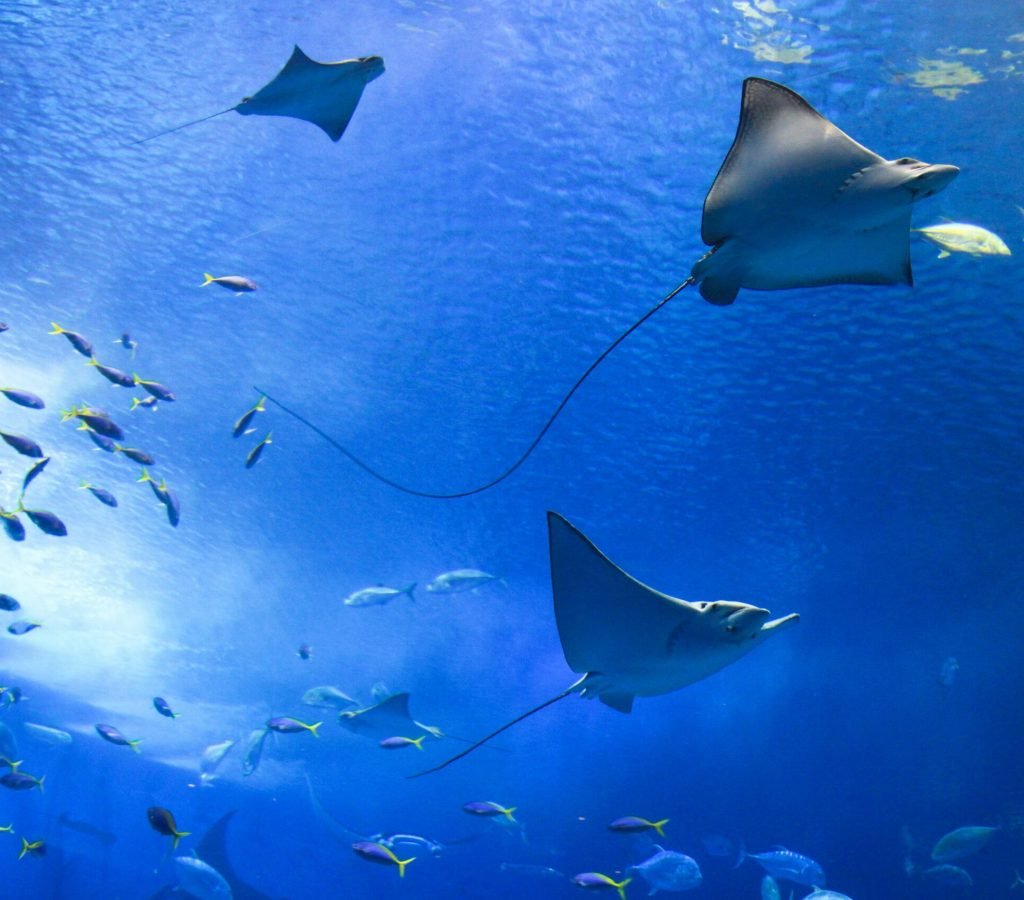 Manta Bay - Snorkeling Nusa Penida