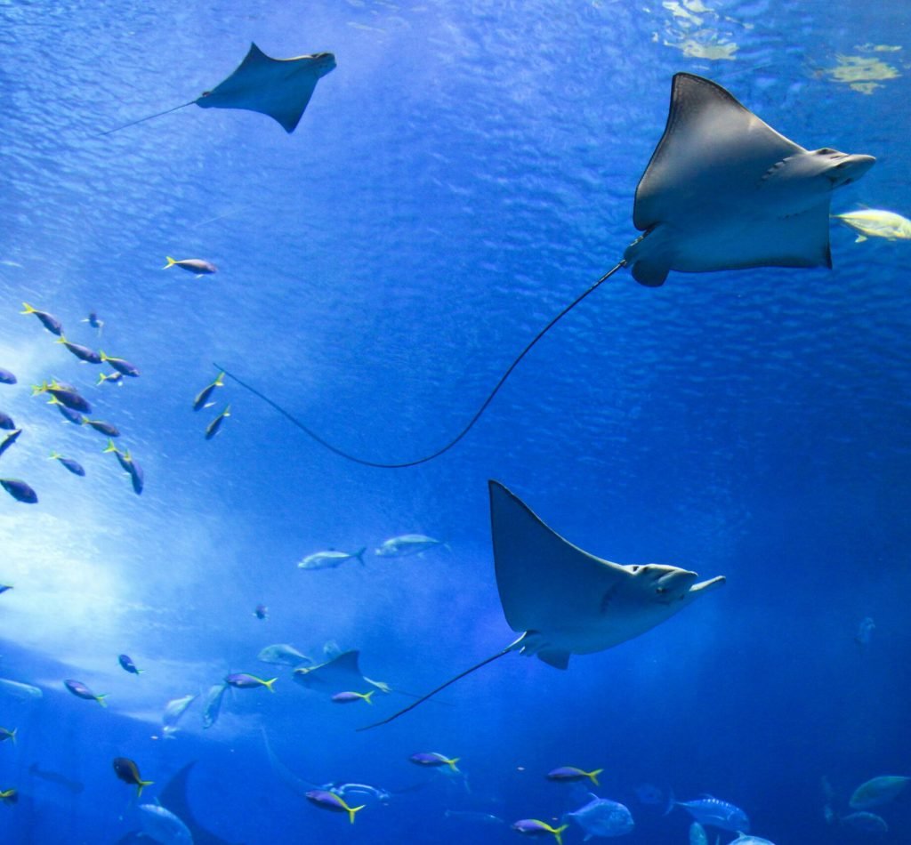 Manta Bay - Snorkeling Nusa Penida