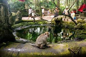 Tours in Ubud