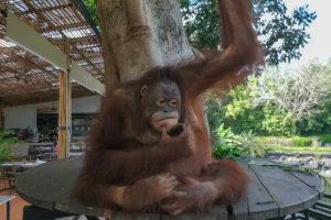 Orang utan 2