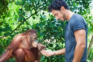 Orang utan