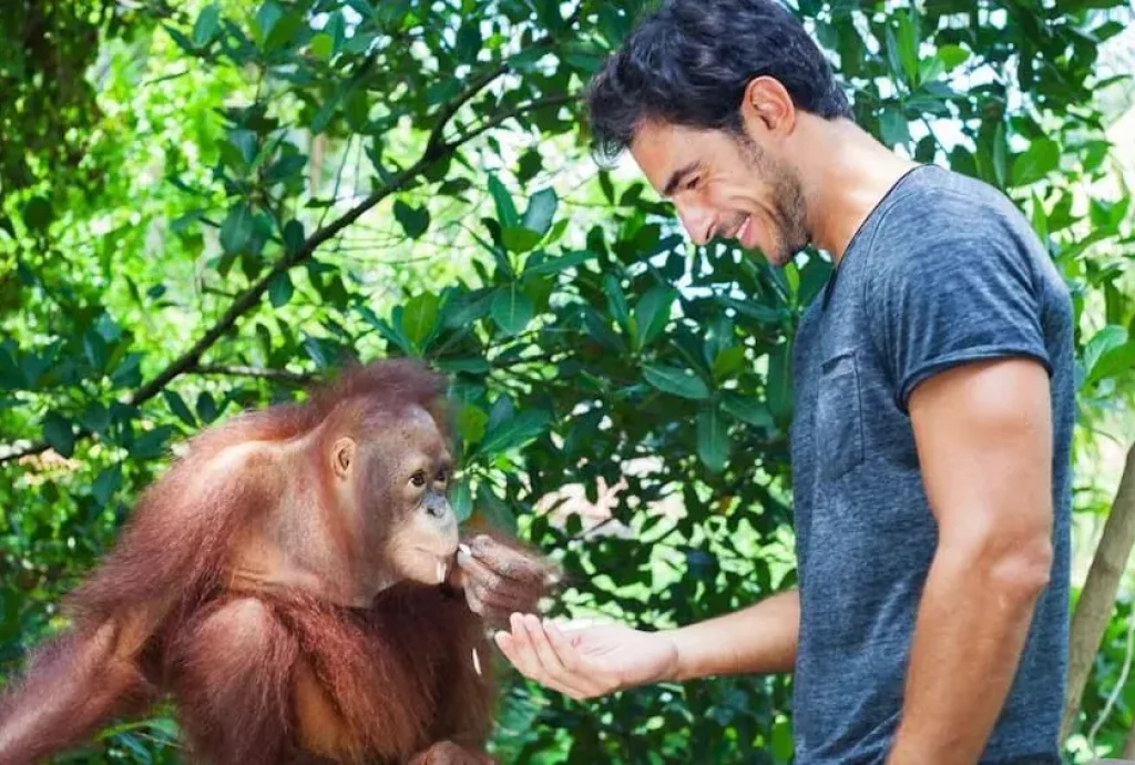 Orang utan