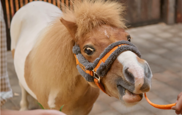 Pony Feed