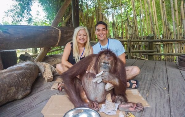 animal encounter orang hutan