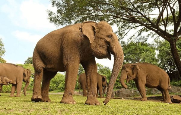 elephant animal