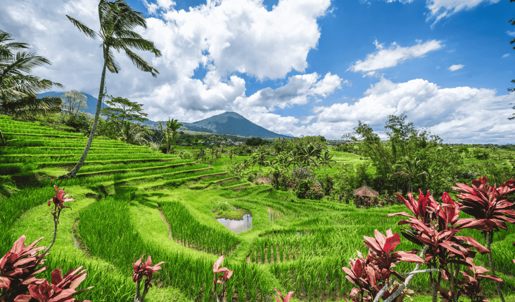 Jatiluwih Rice Terrace