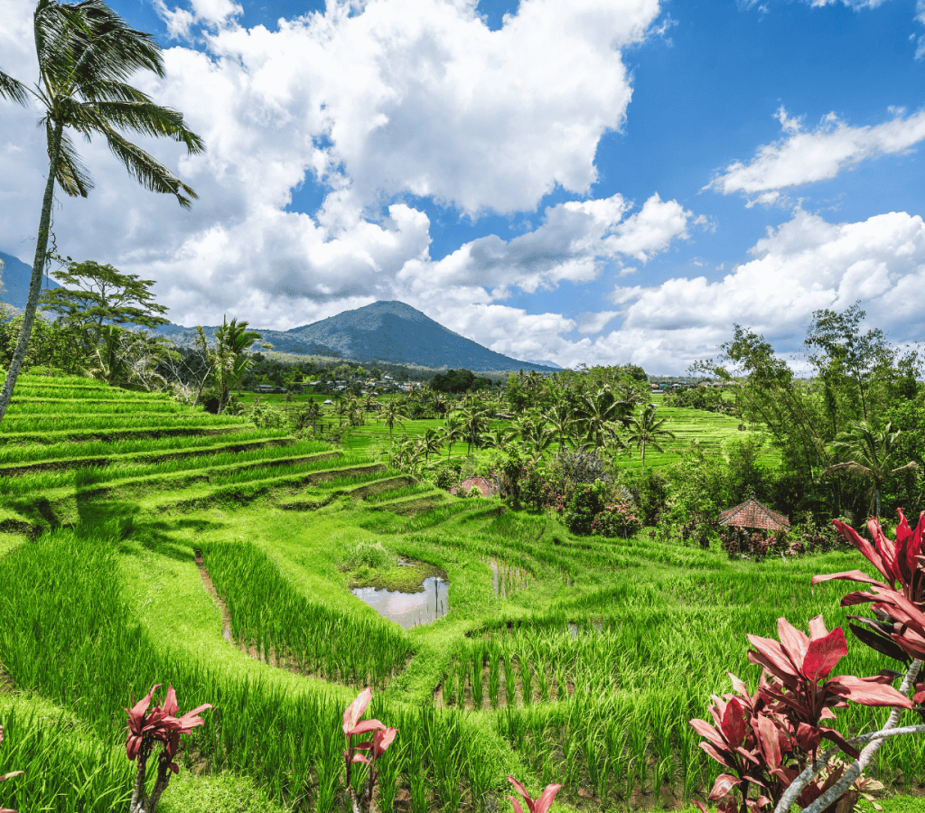 Jatiluwih Rice Terrace