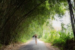 Bamboo forest at penglipuran village